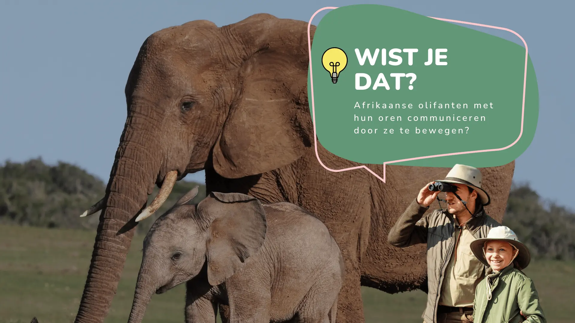 Wist je dat afrikaanse olifanten