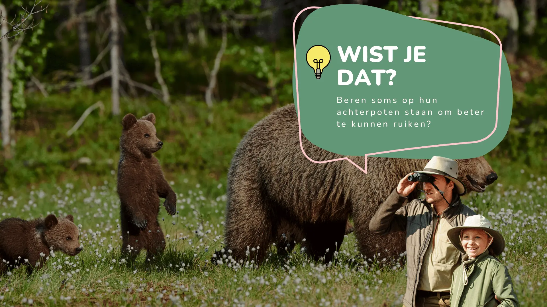 Wist je dat beren