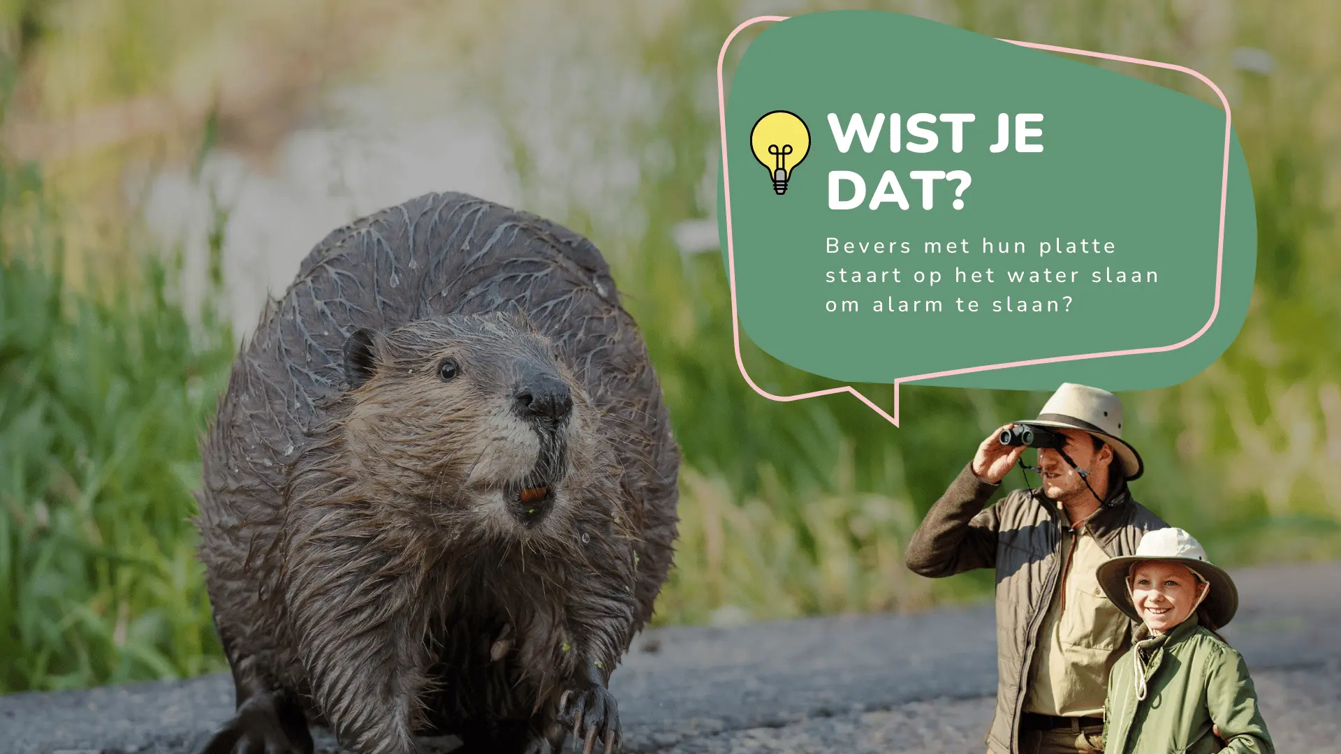 Wist je dat bevers