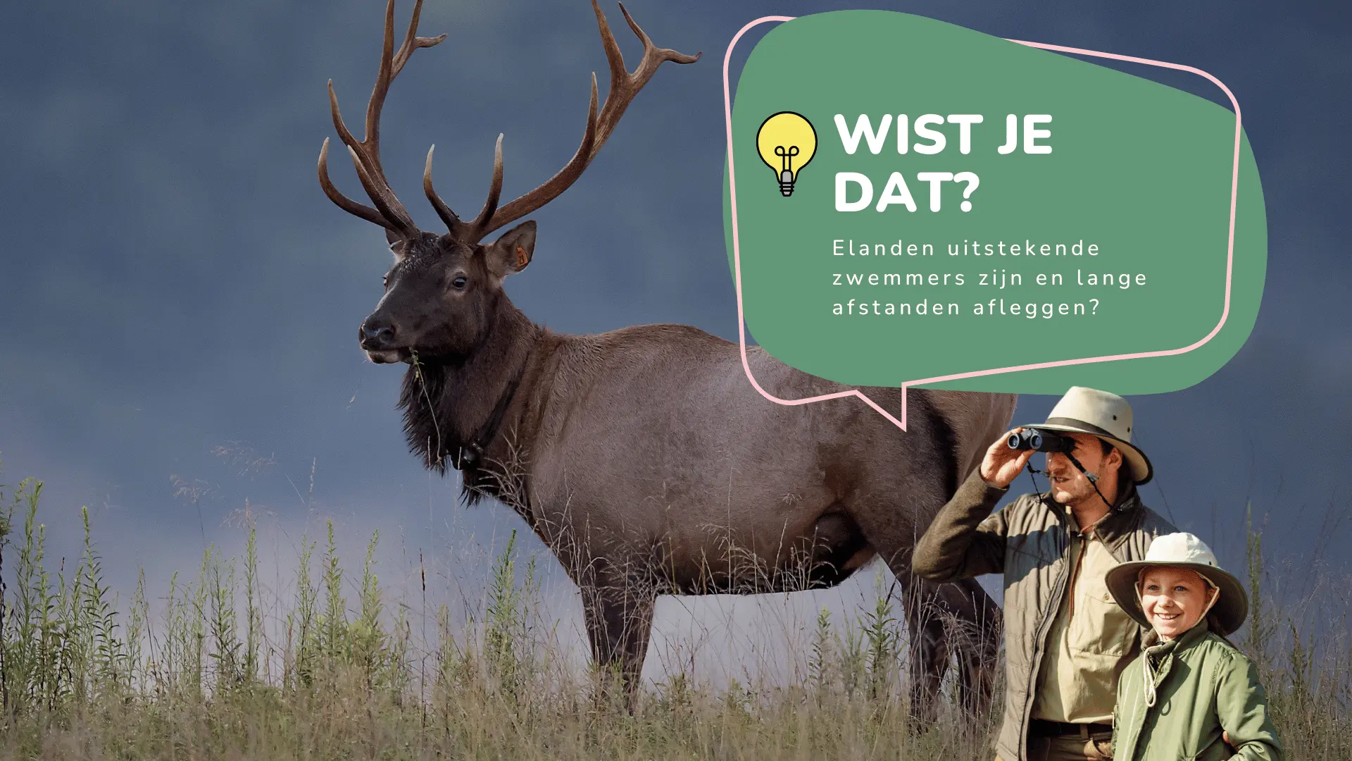 Wist je dat elanden