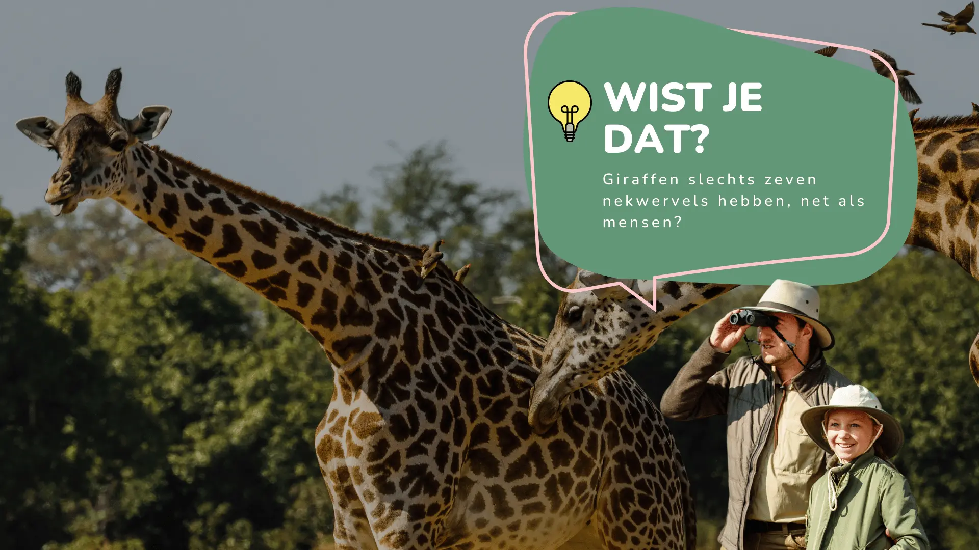 Wist je dat giraffen