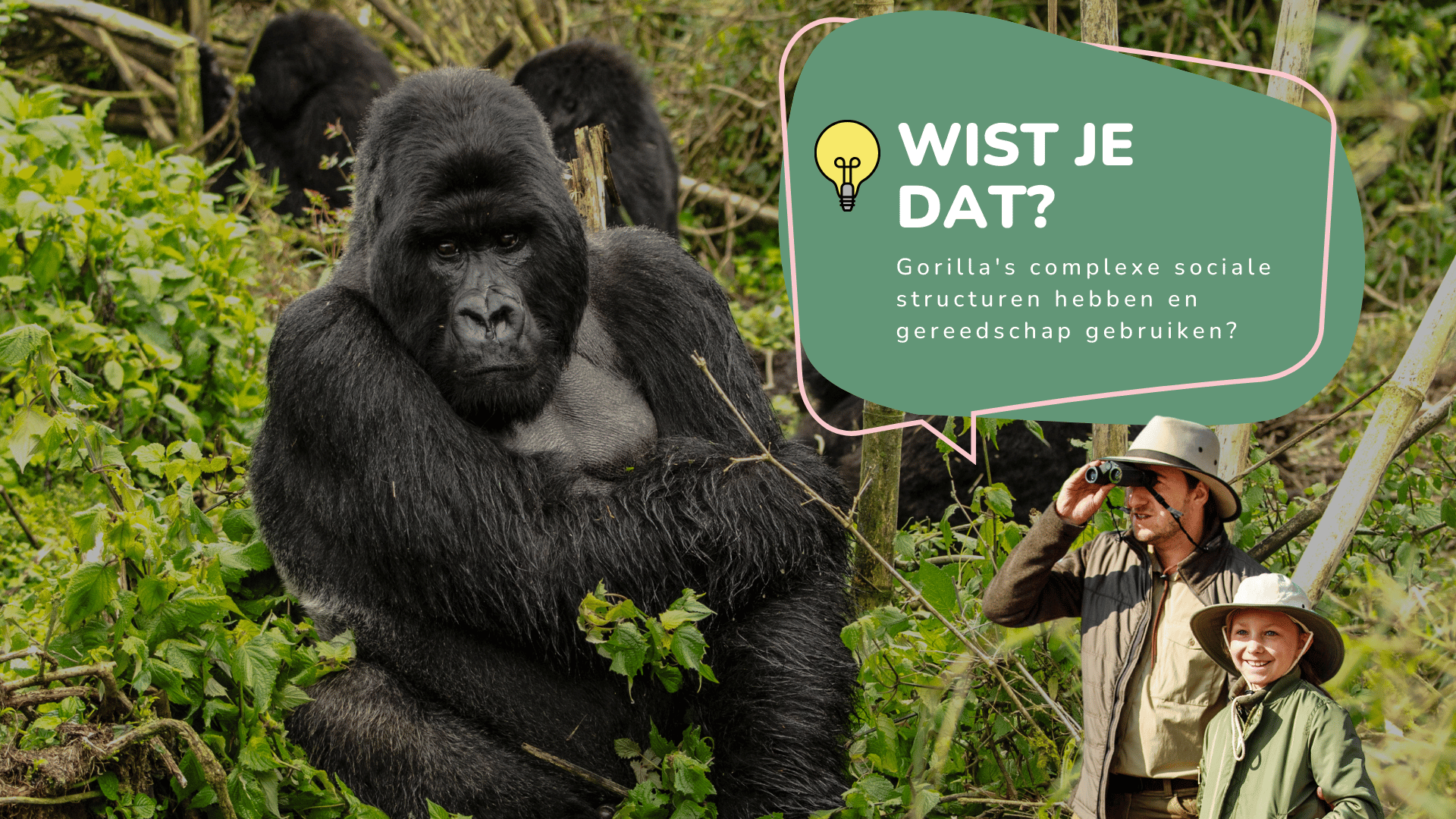 Wist je dat gorilla's