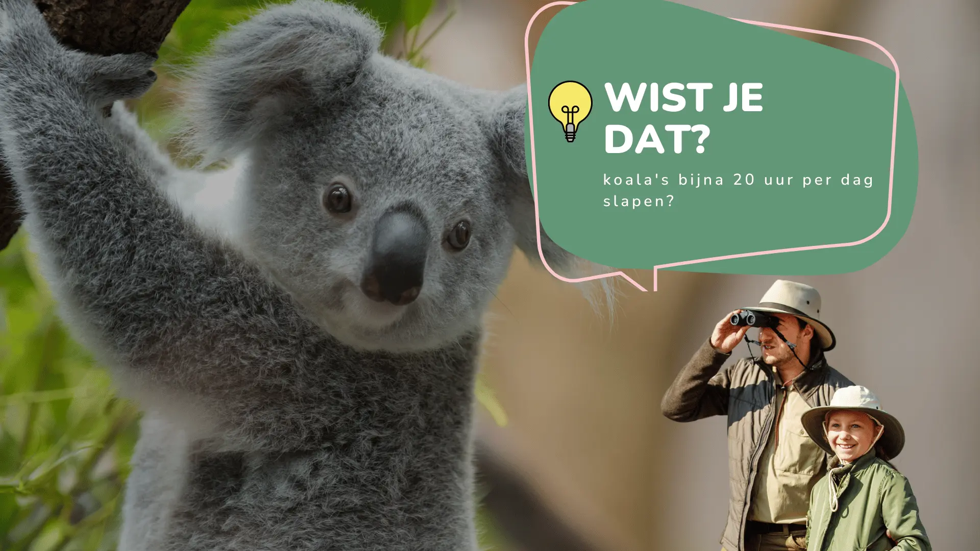 Wist je dat koala's