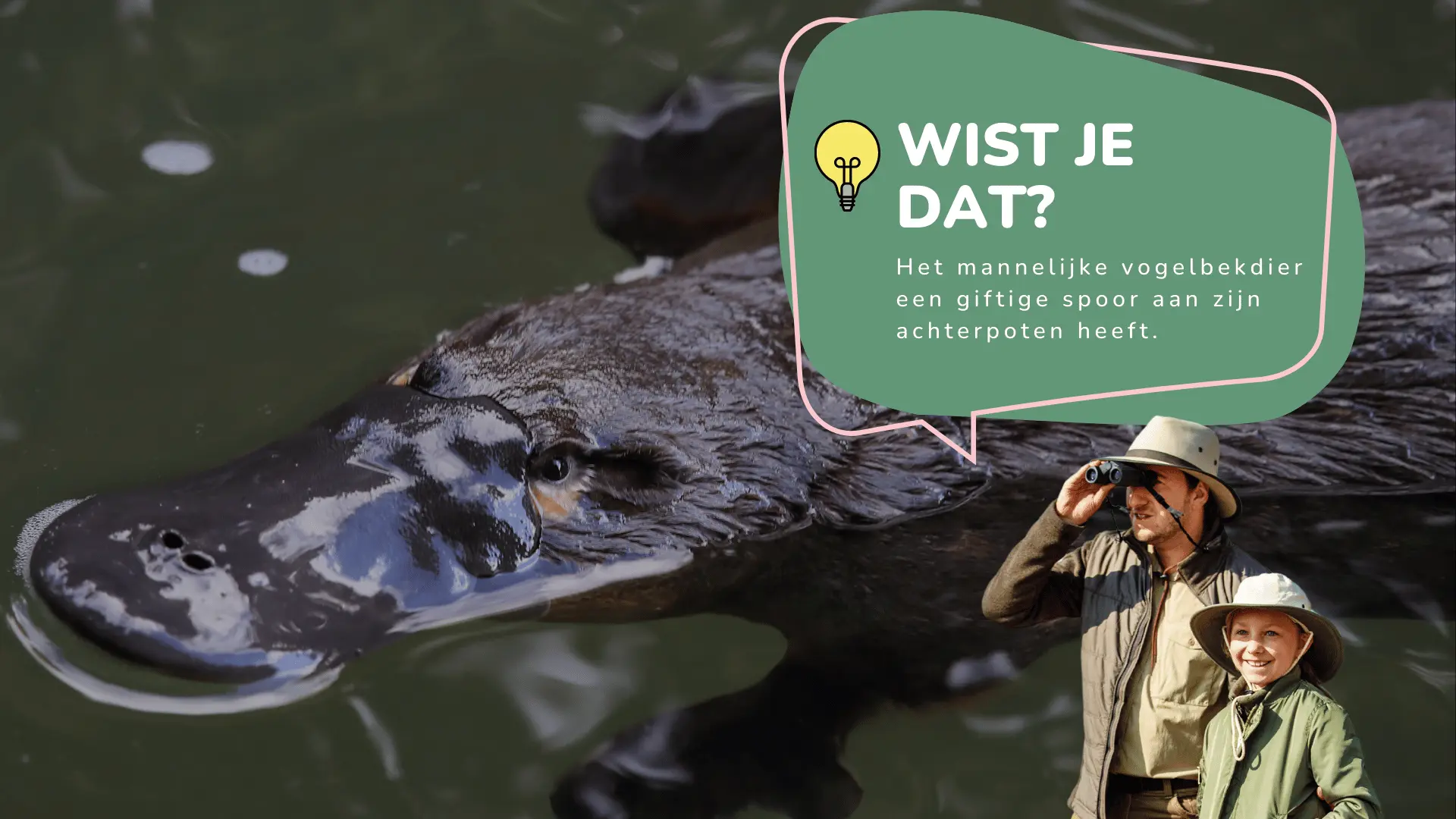 Wist je dat vogelbekdieren