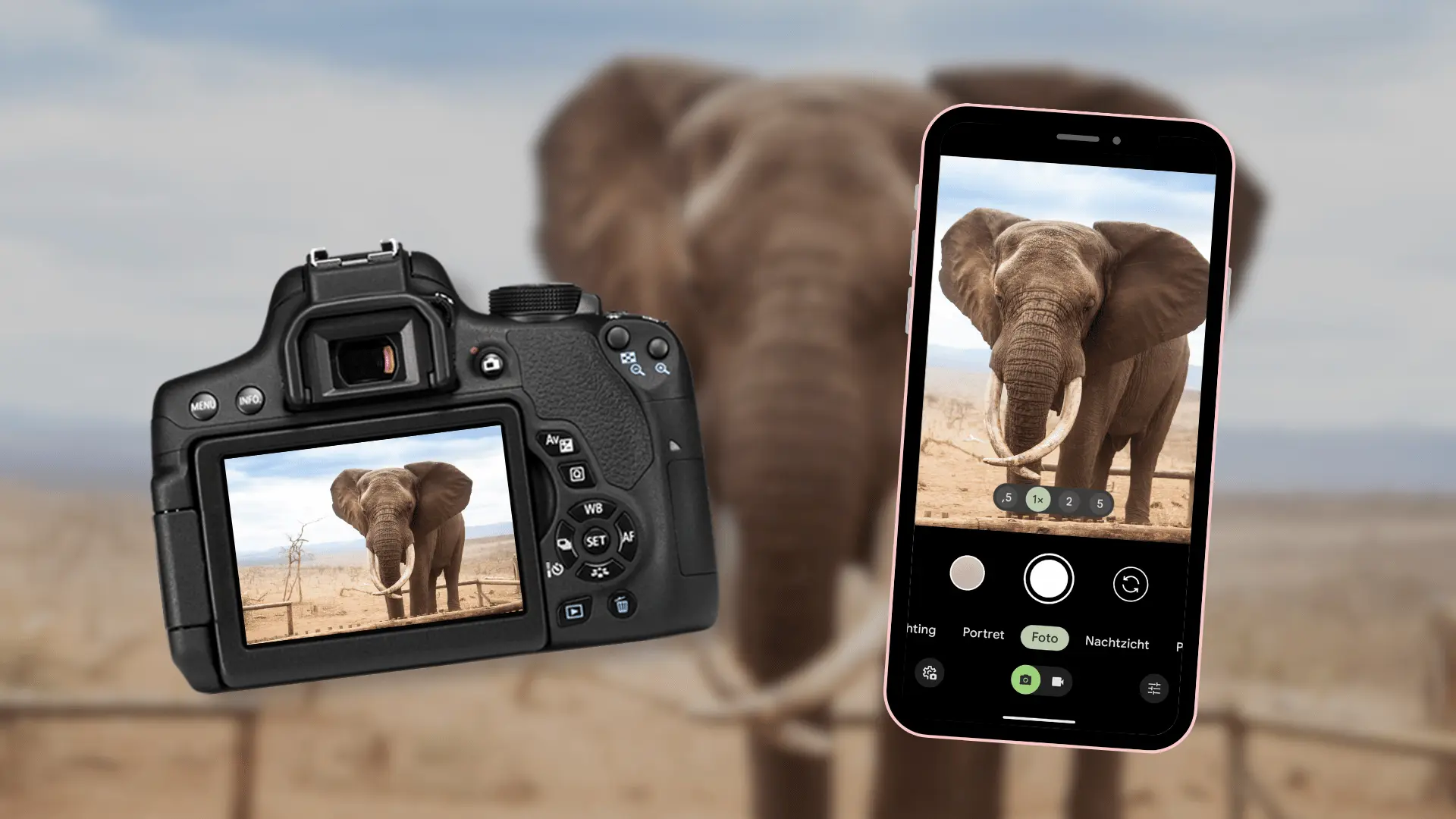 Zo neem je een foto van een afrikaanse olifant