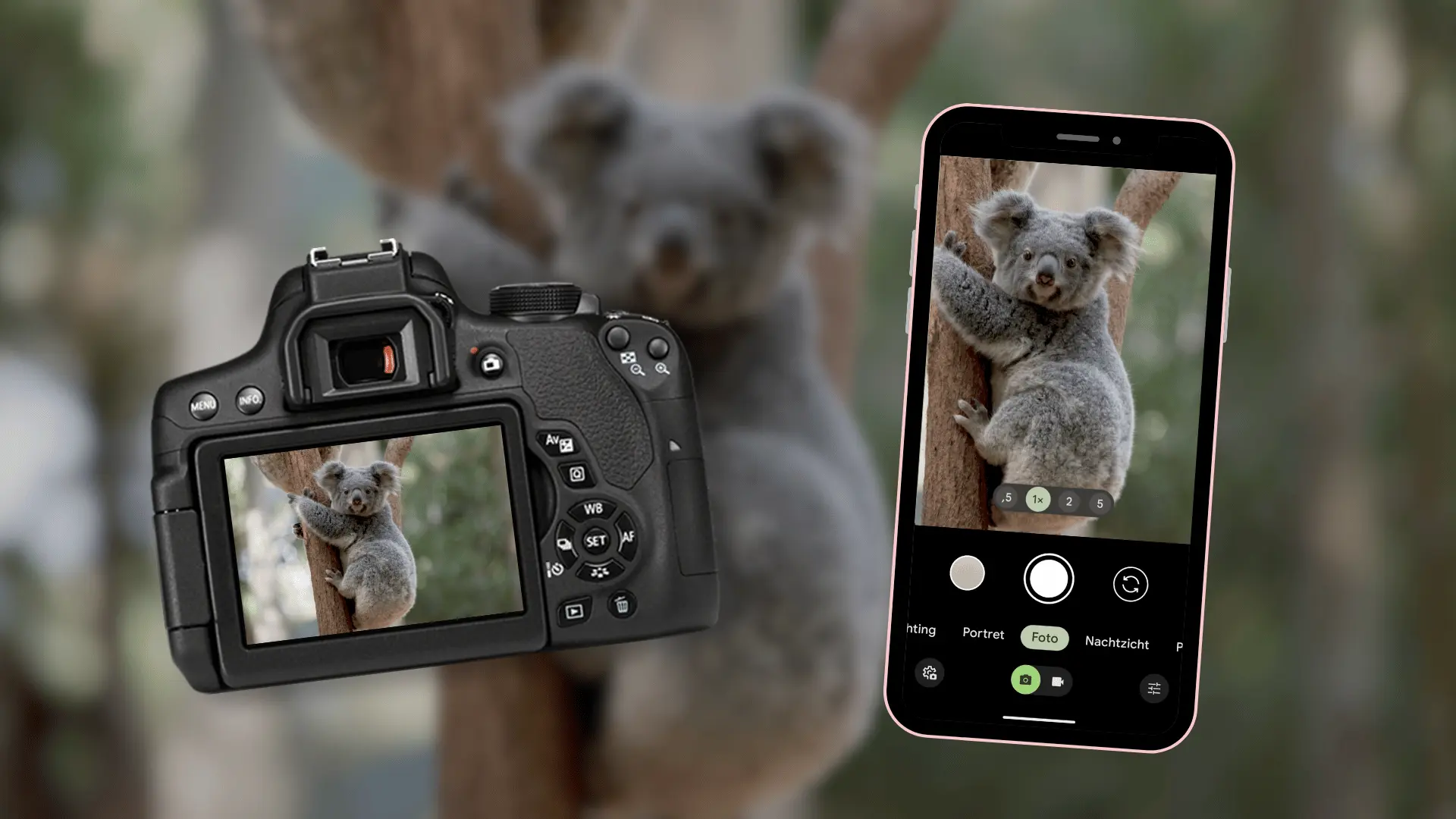Zo neem je een foto van een koala