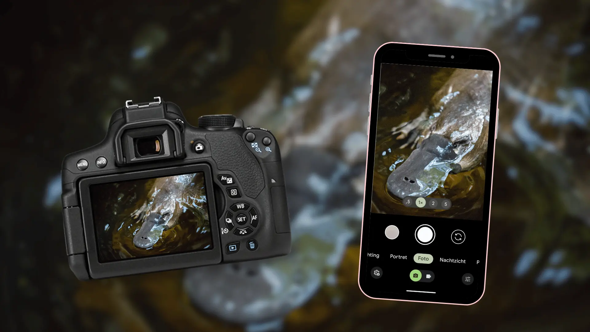 Zo neem je een foto van een vogelbekdier