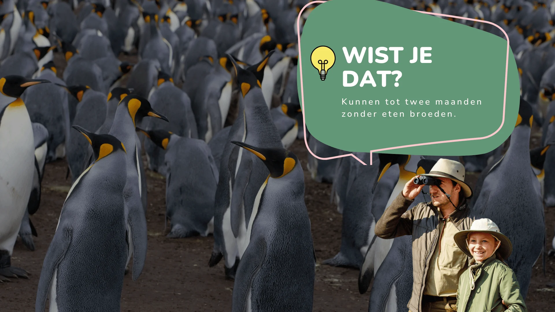 Wist je dat keizerpinguïns