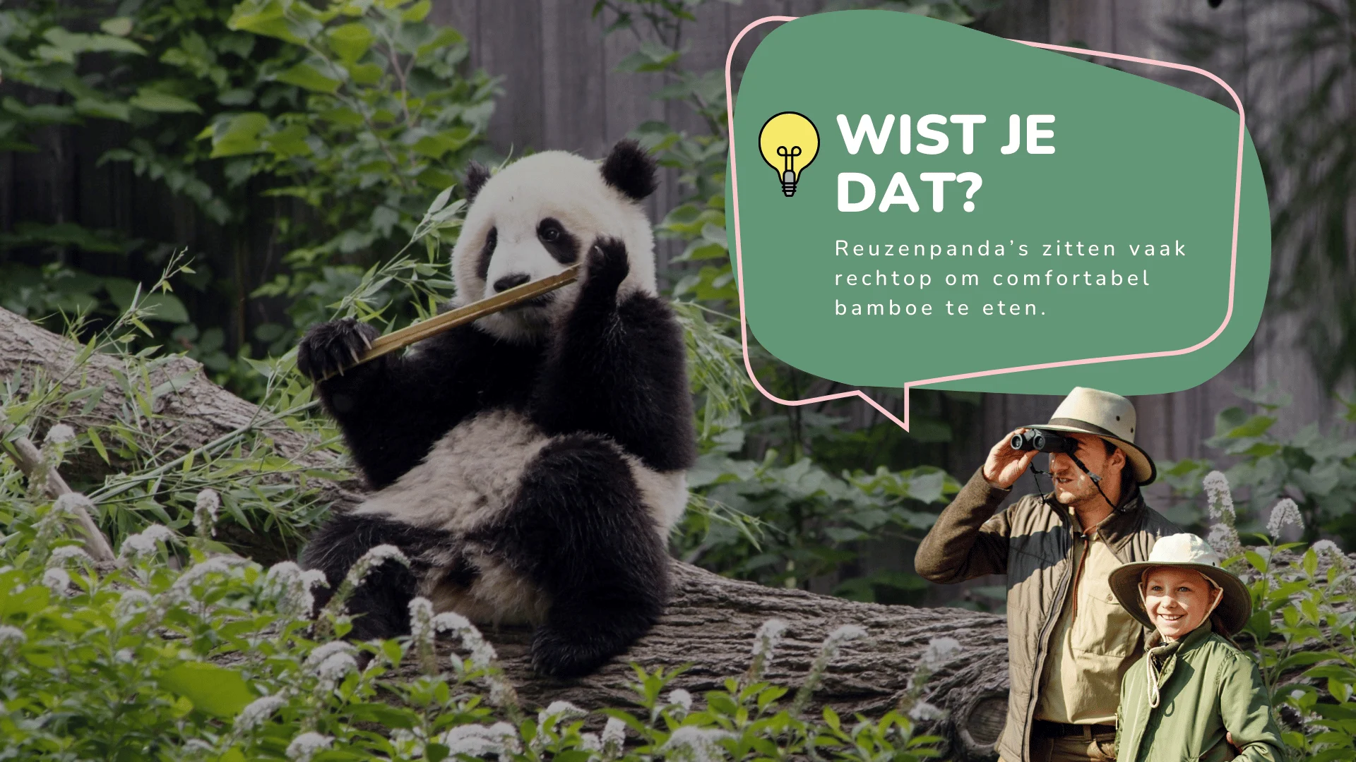 Wist je dat Reuzenpanda’s