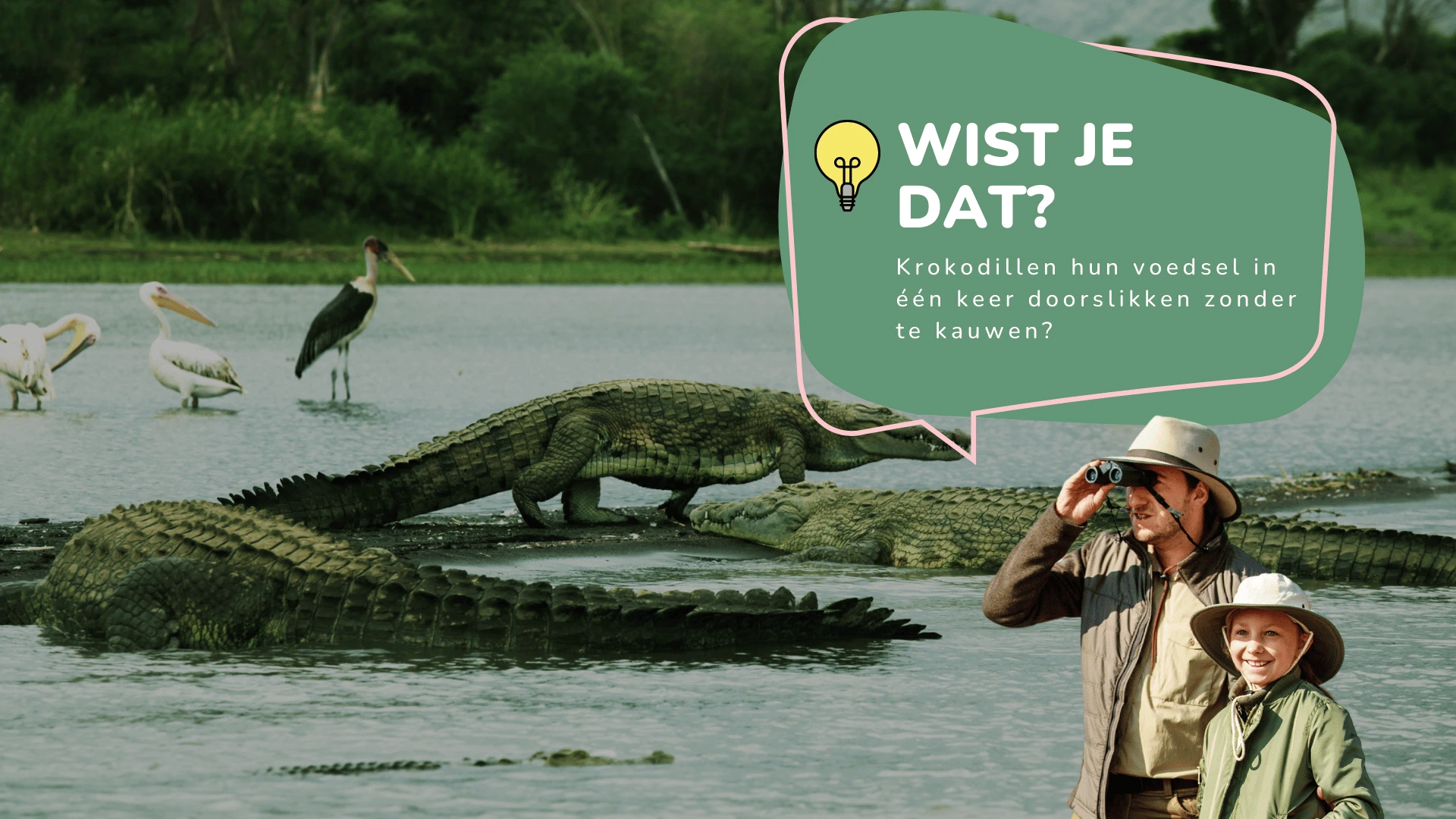 Wist je dat krokodillen