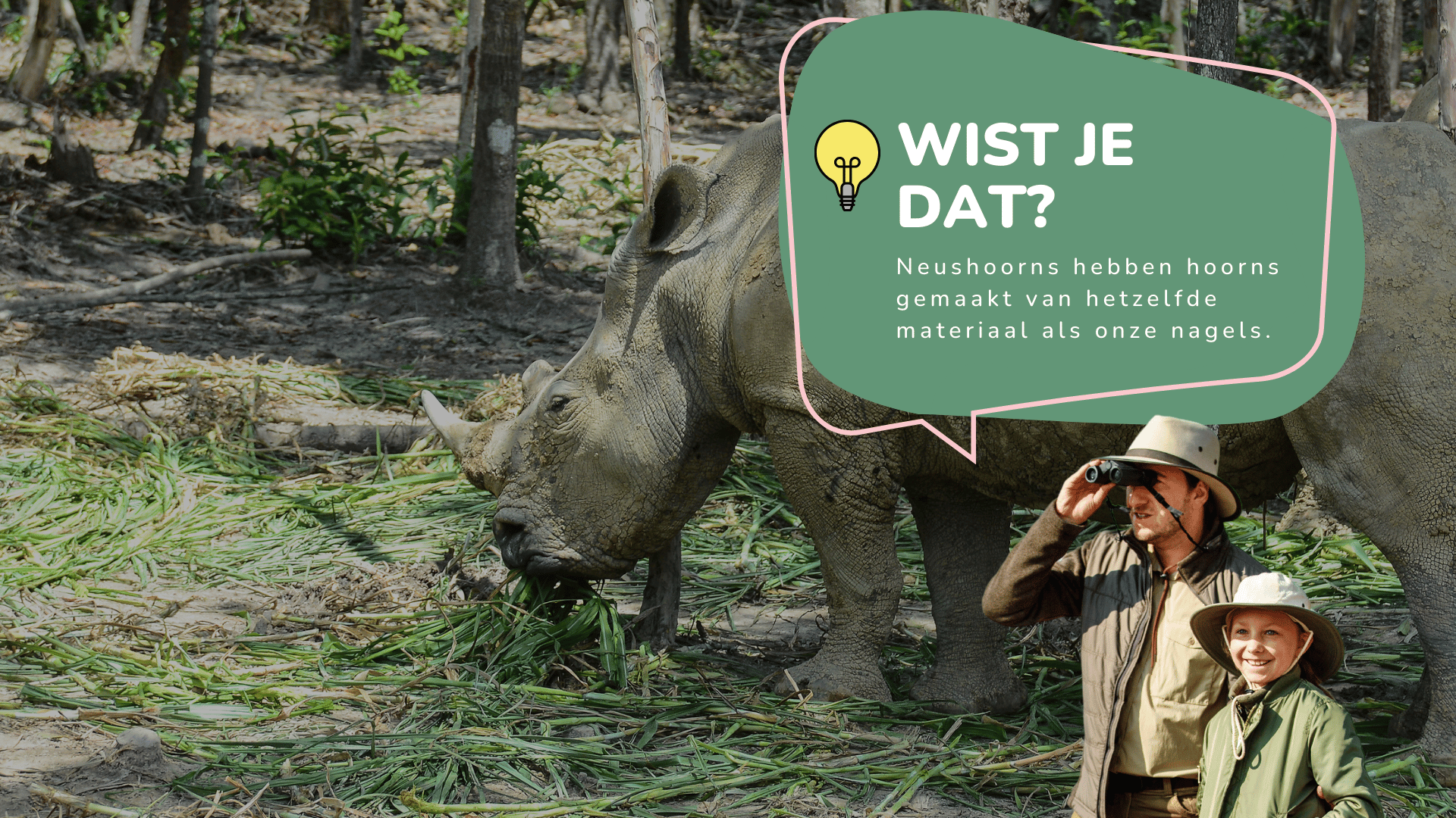 Wist je dat neushoorns