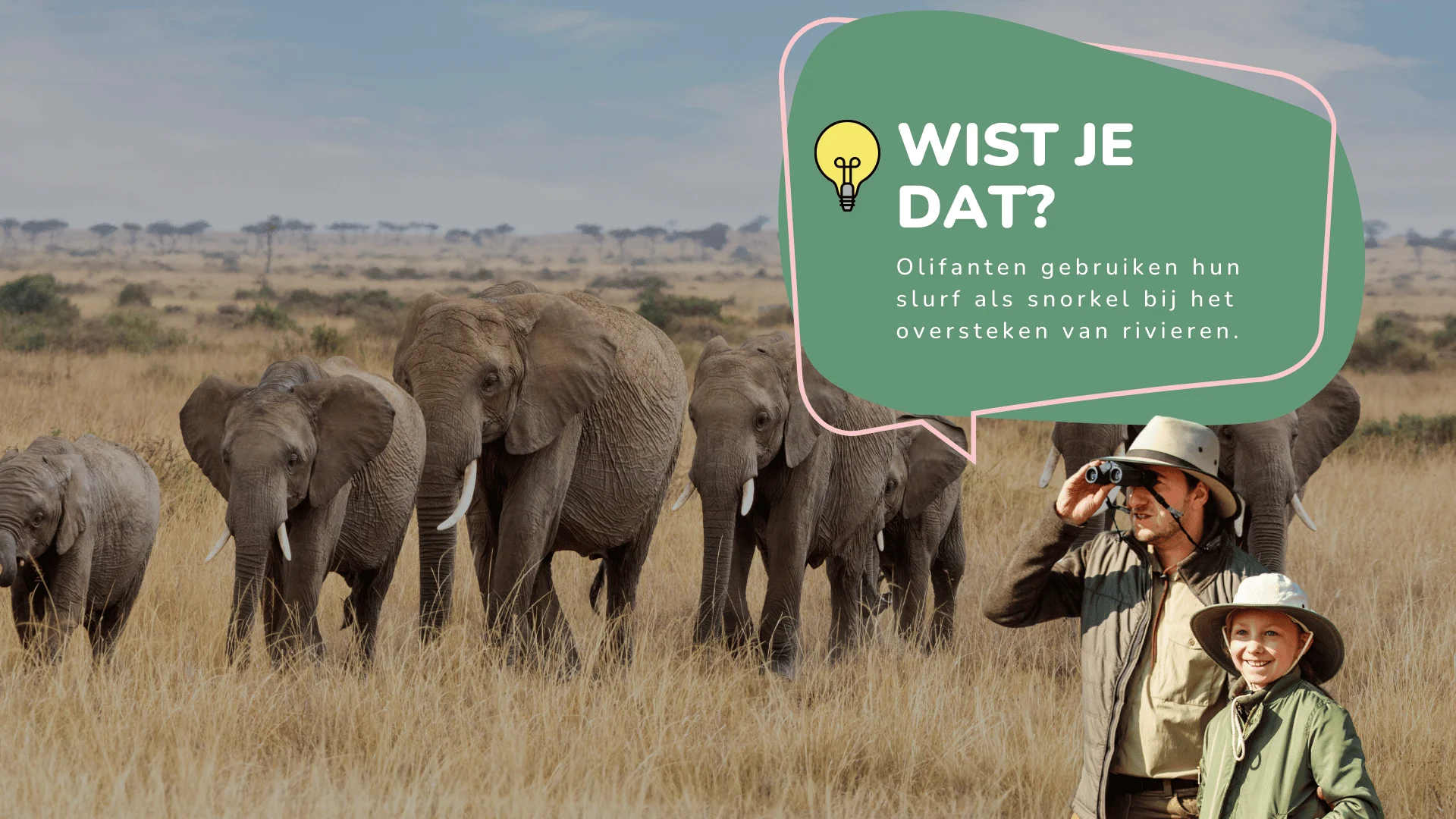 Wist je dat olifanten