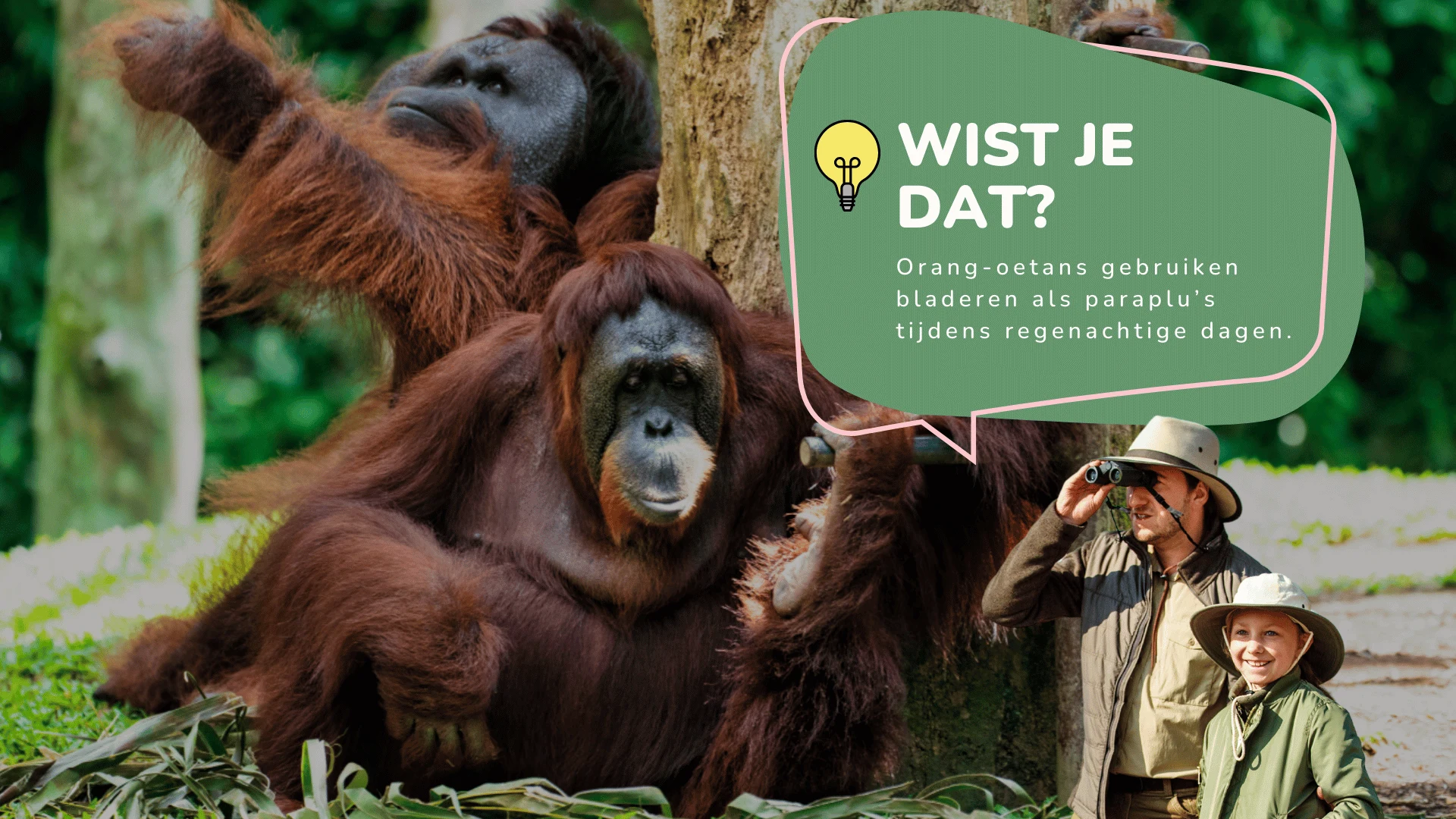 Wist je dat orang-oetans