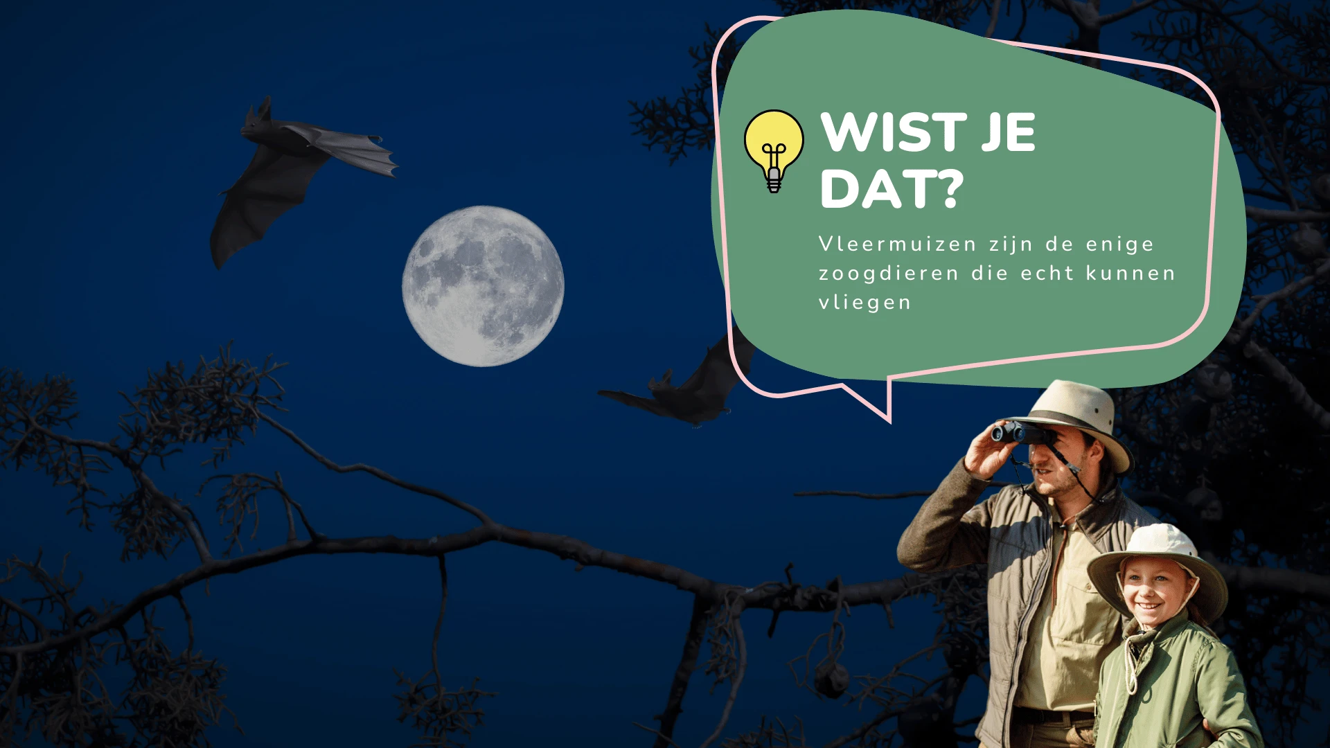 Wist je dat vleermuizen