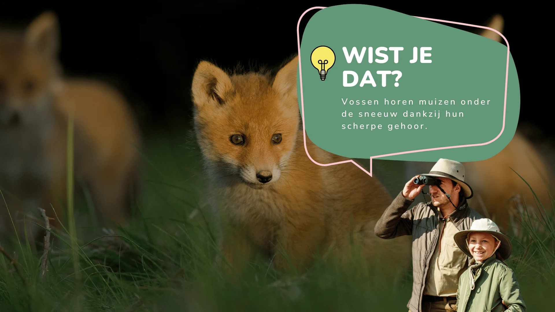 Wist je dat vossen