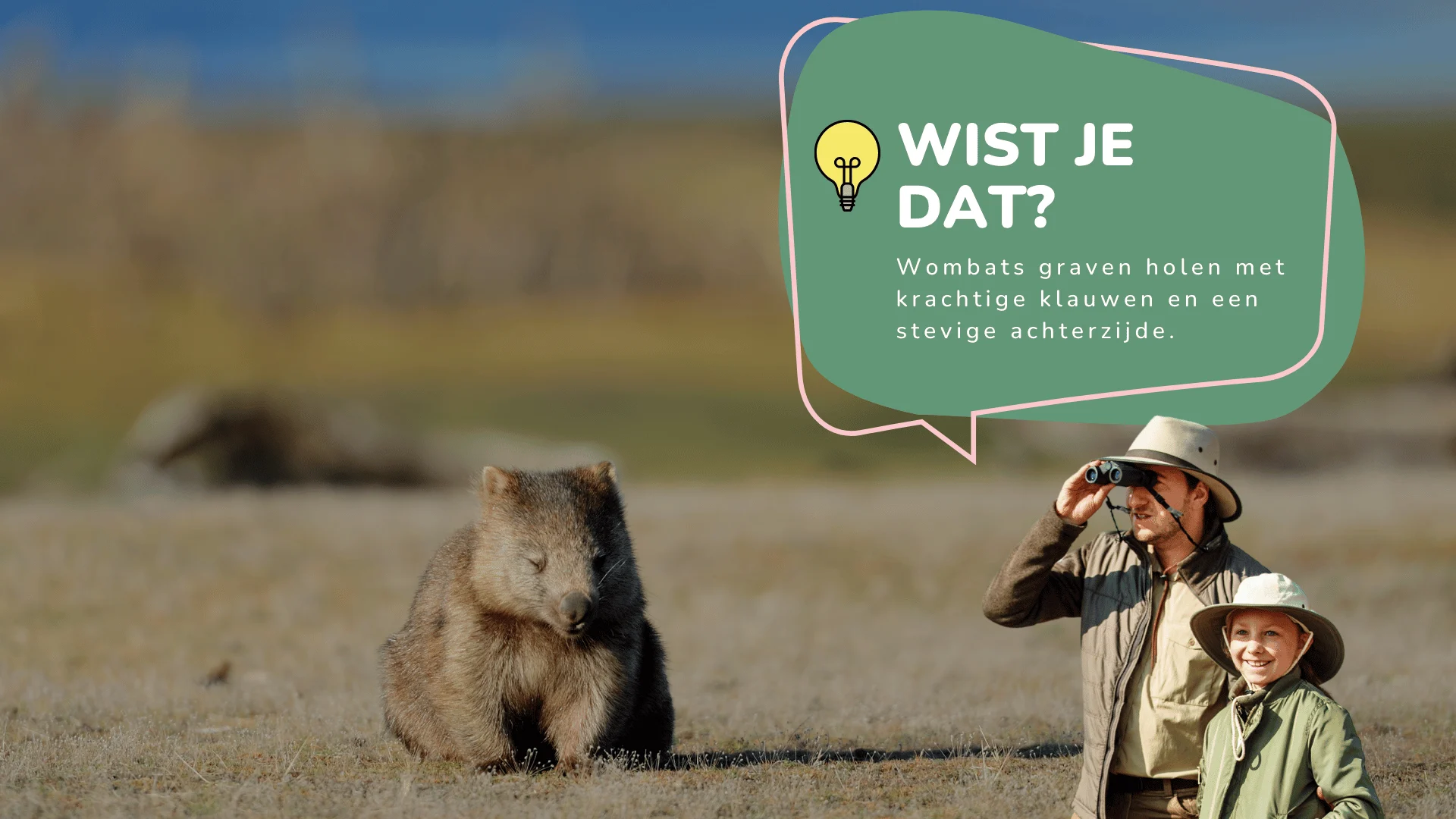 Wist je dat wombats