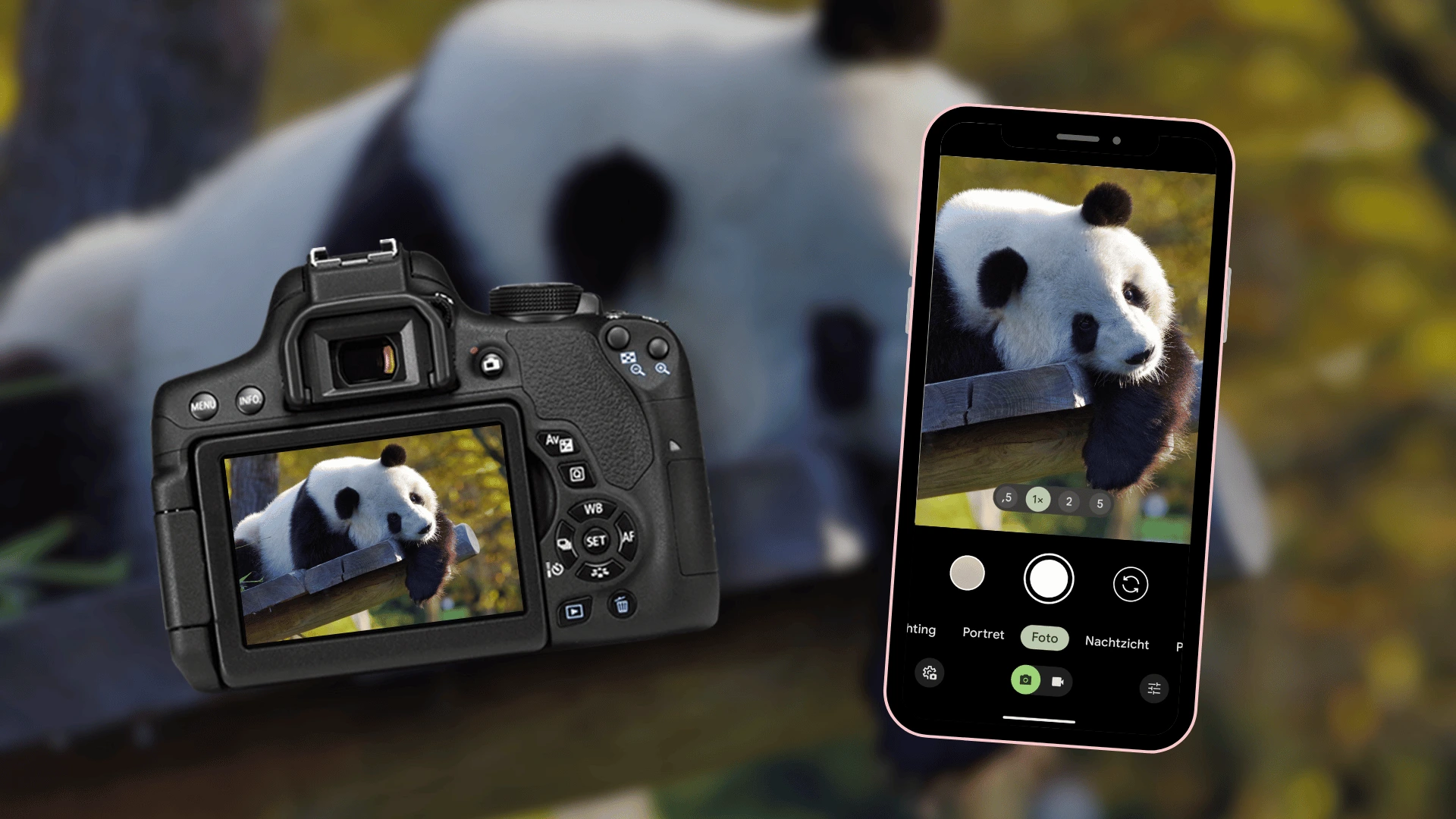 Zo neem je een foto van een panda