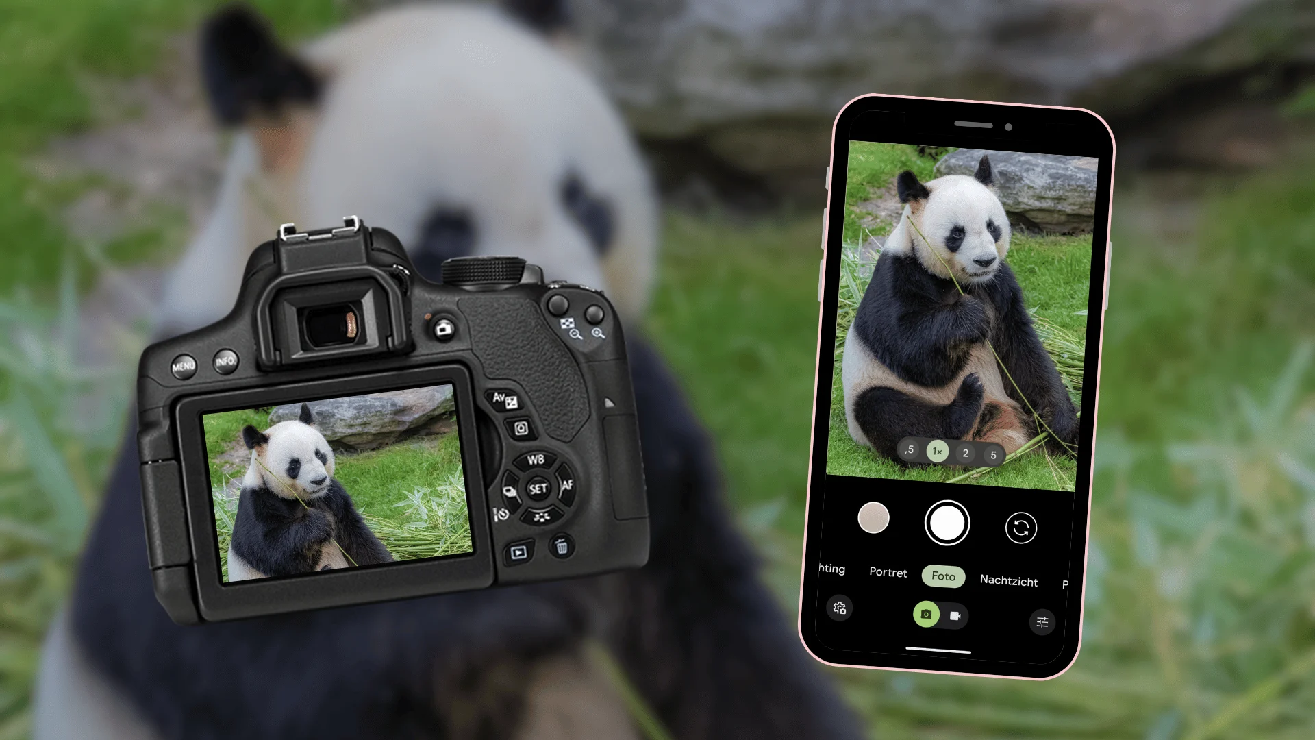 Zo neem je een foto van een reuzenpanda