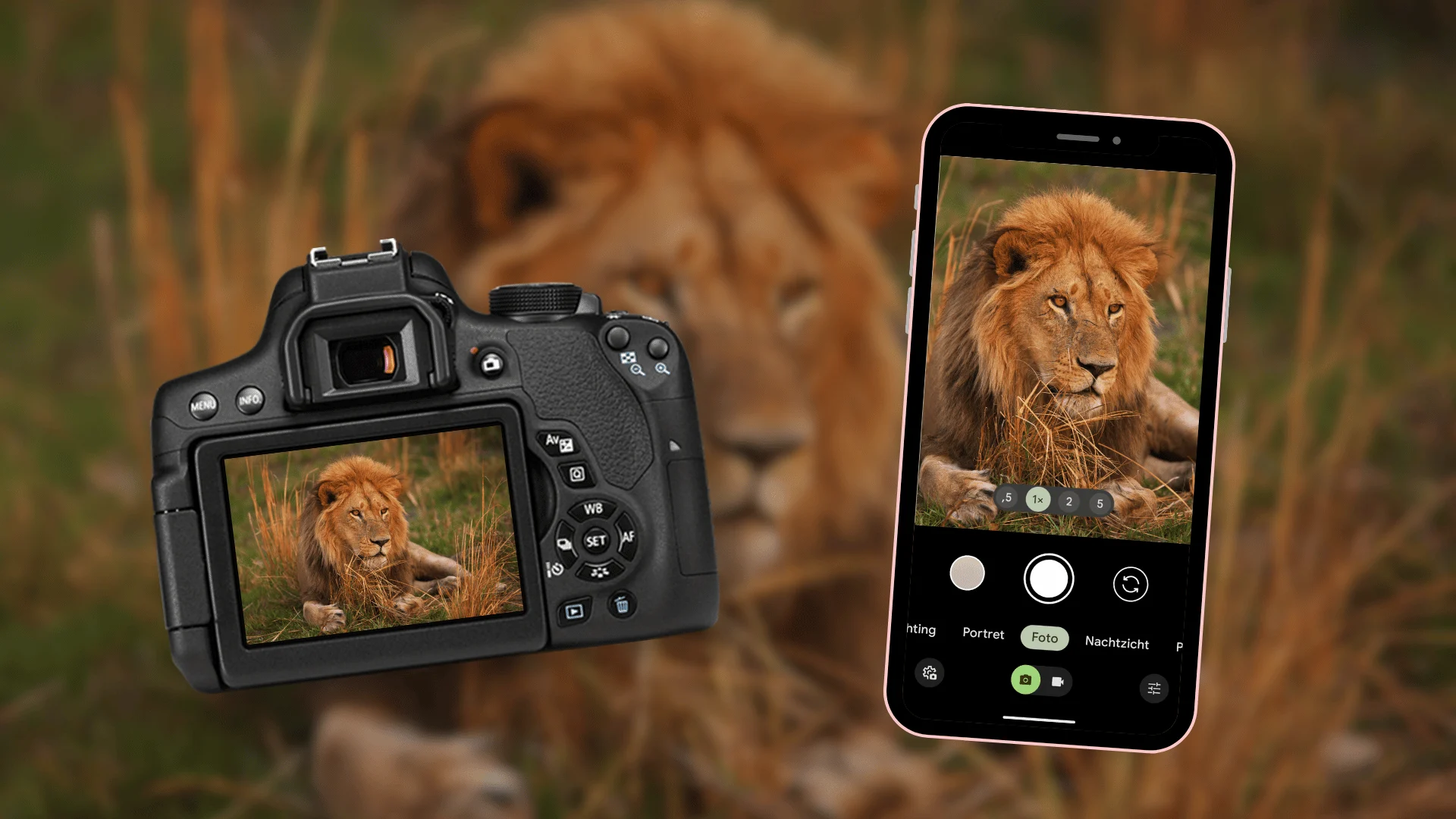 Zo neem je een foto van leeuwen