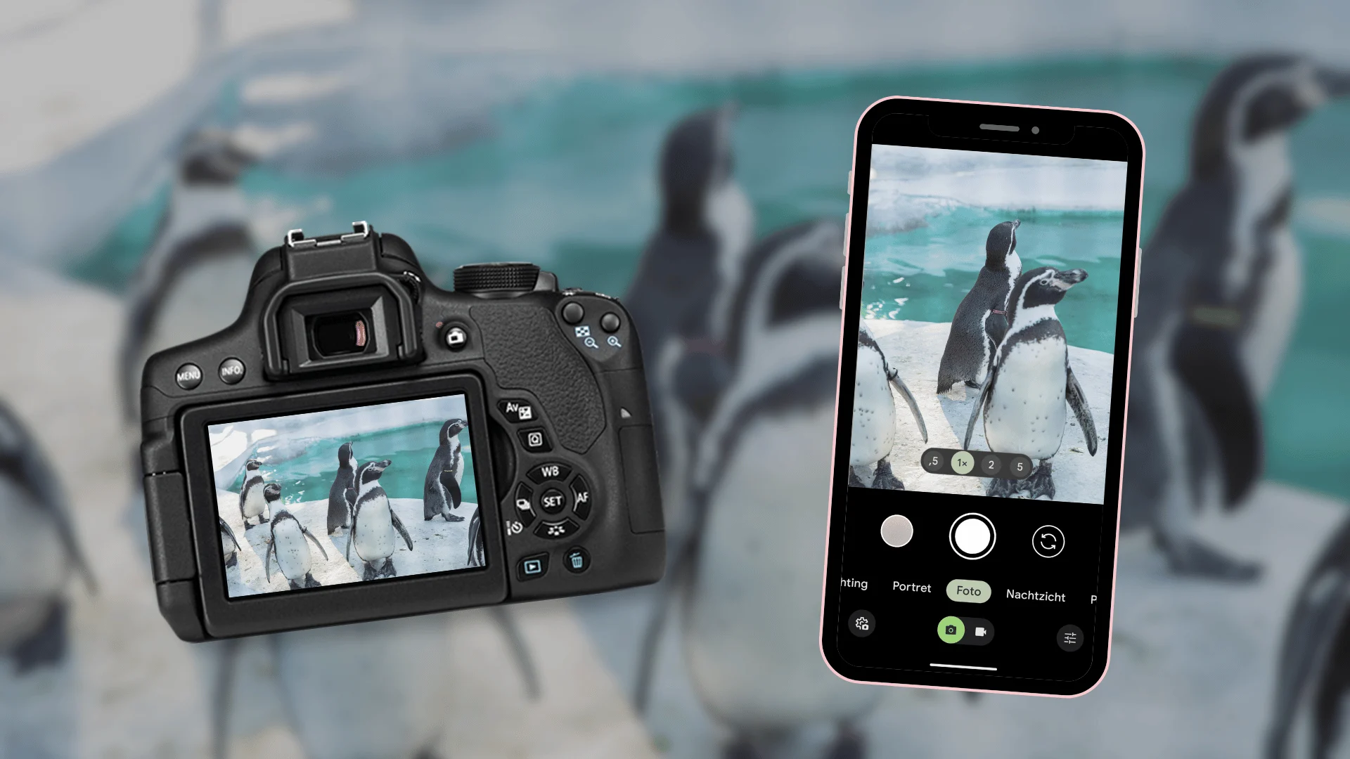 Zo neem je een foto van pinguïns