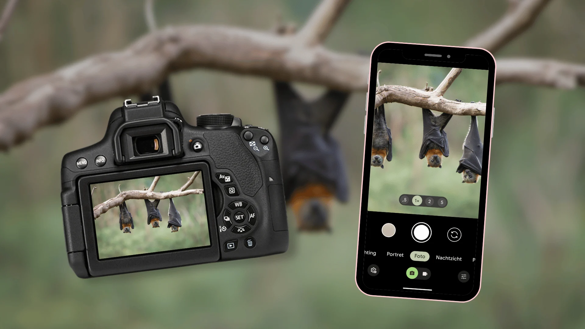 Zo neem je een foto van vleermuizen