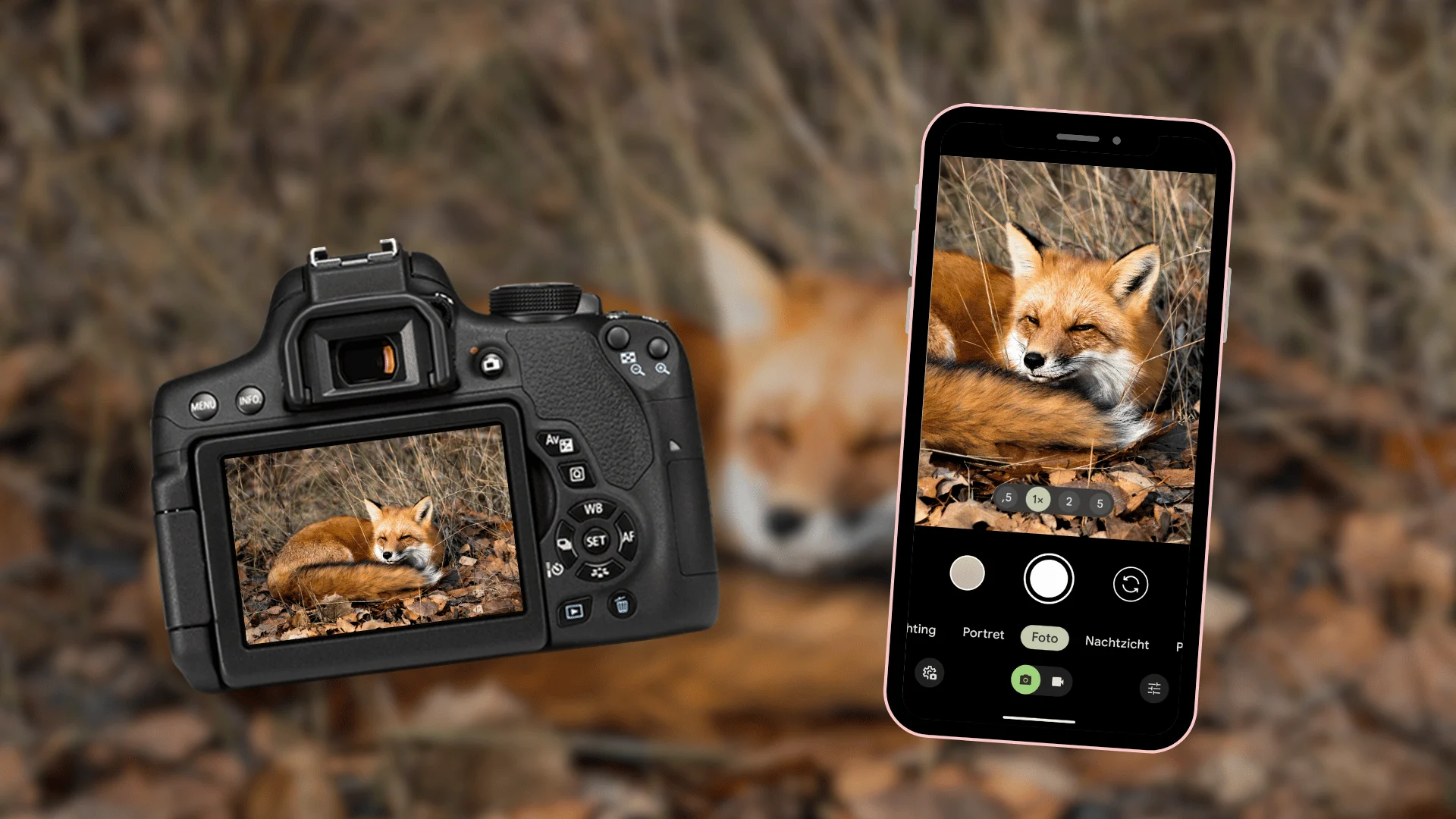 Zo neem je een foto van vossen