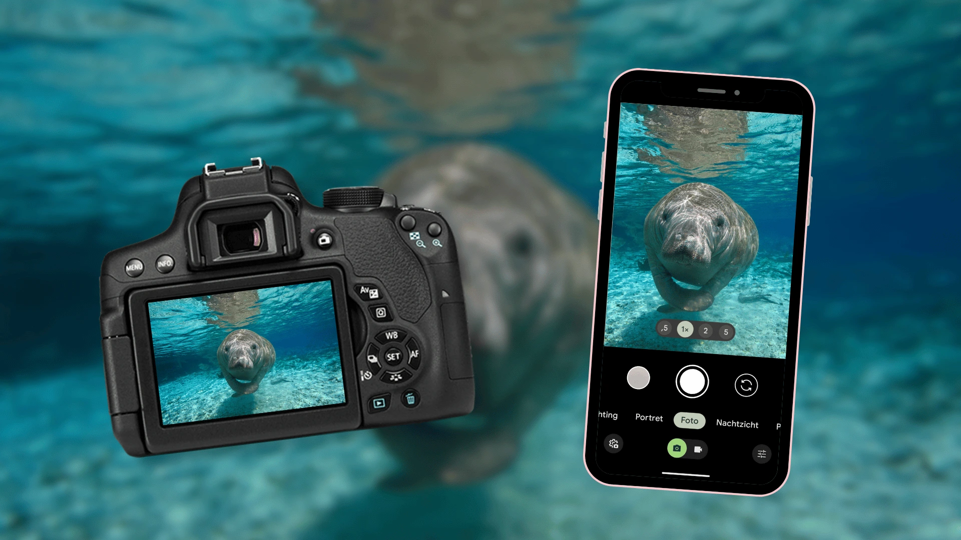 Zo neem je een foto van zeekoeien