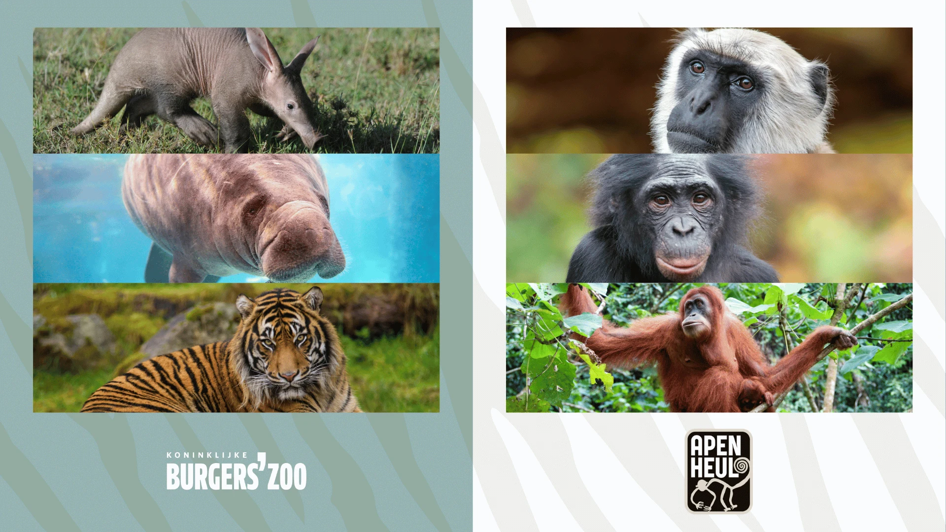 Burgers' Zoo of Apenheul? De verschillen op een rij