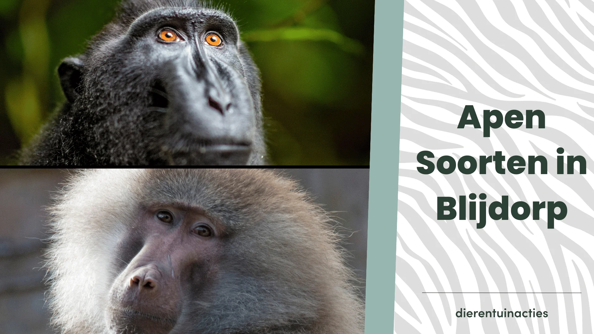 De leukste 8 kinderboerderijen en dierentuinen in Tilburg