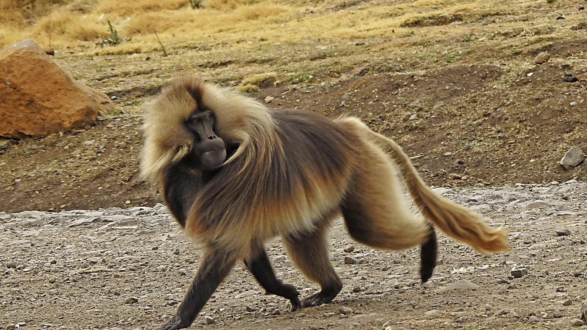 Gelada's
