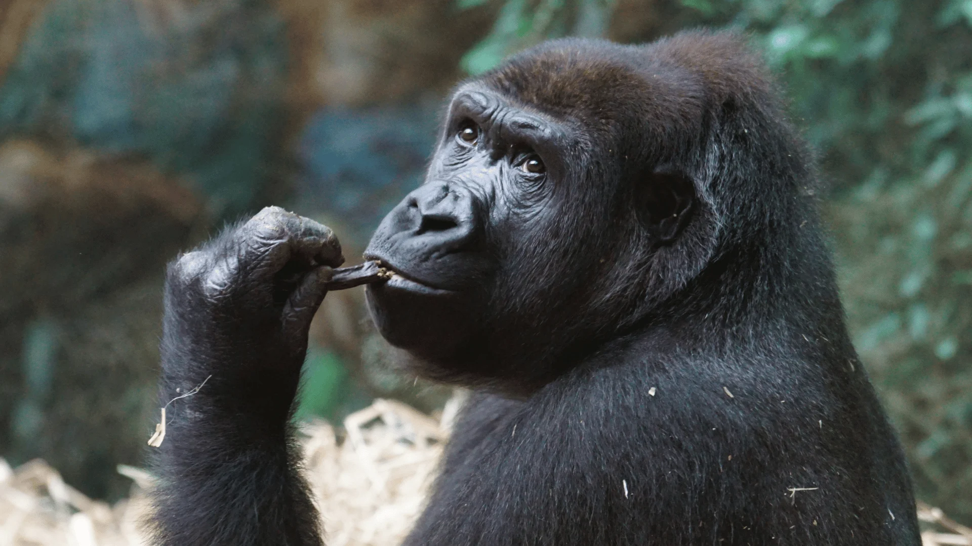 Gorilla die lijkt op Aya