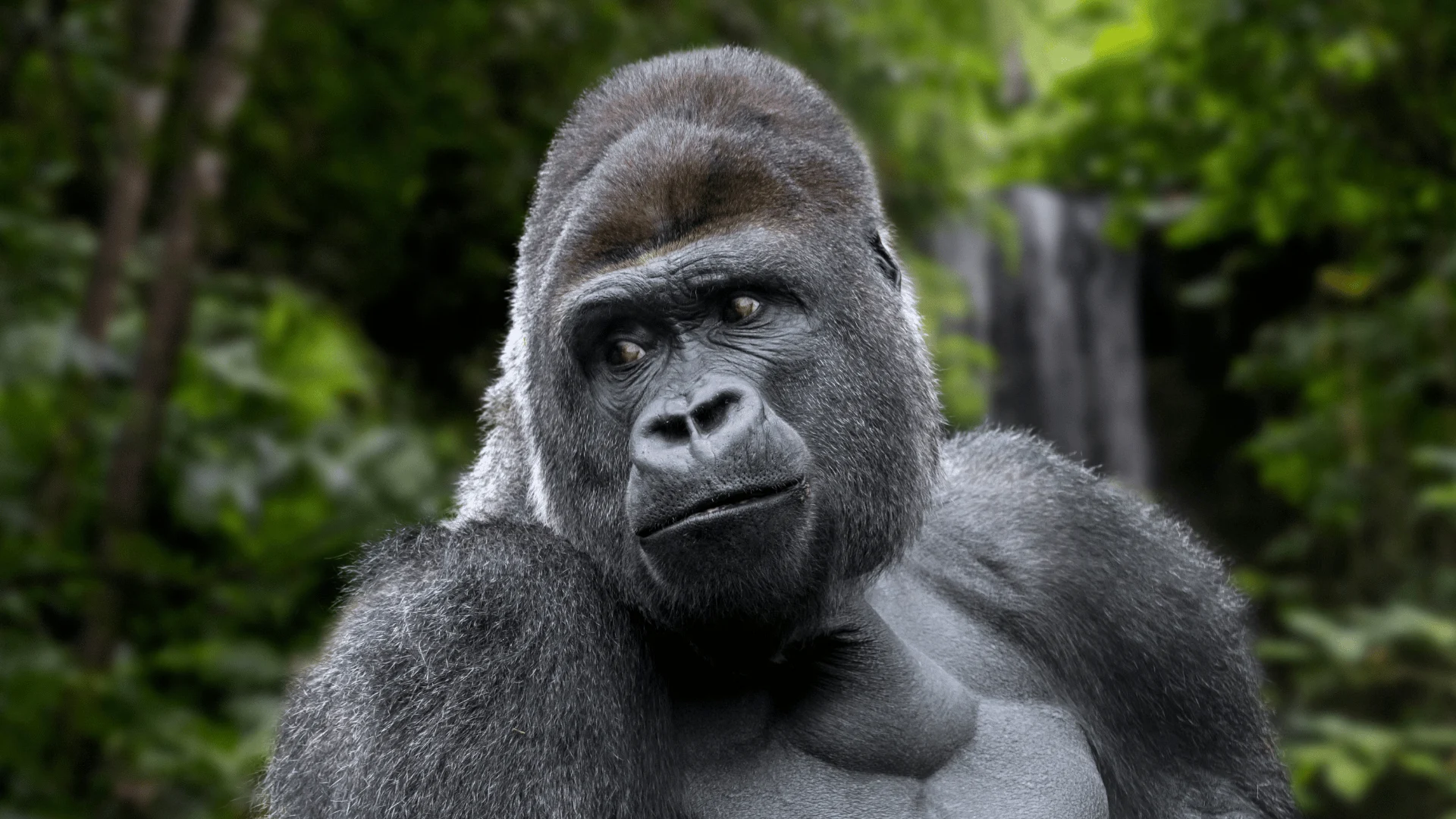 Gorilla die lijkt op Bokito