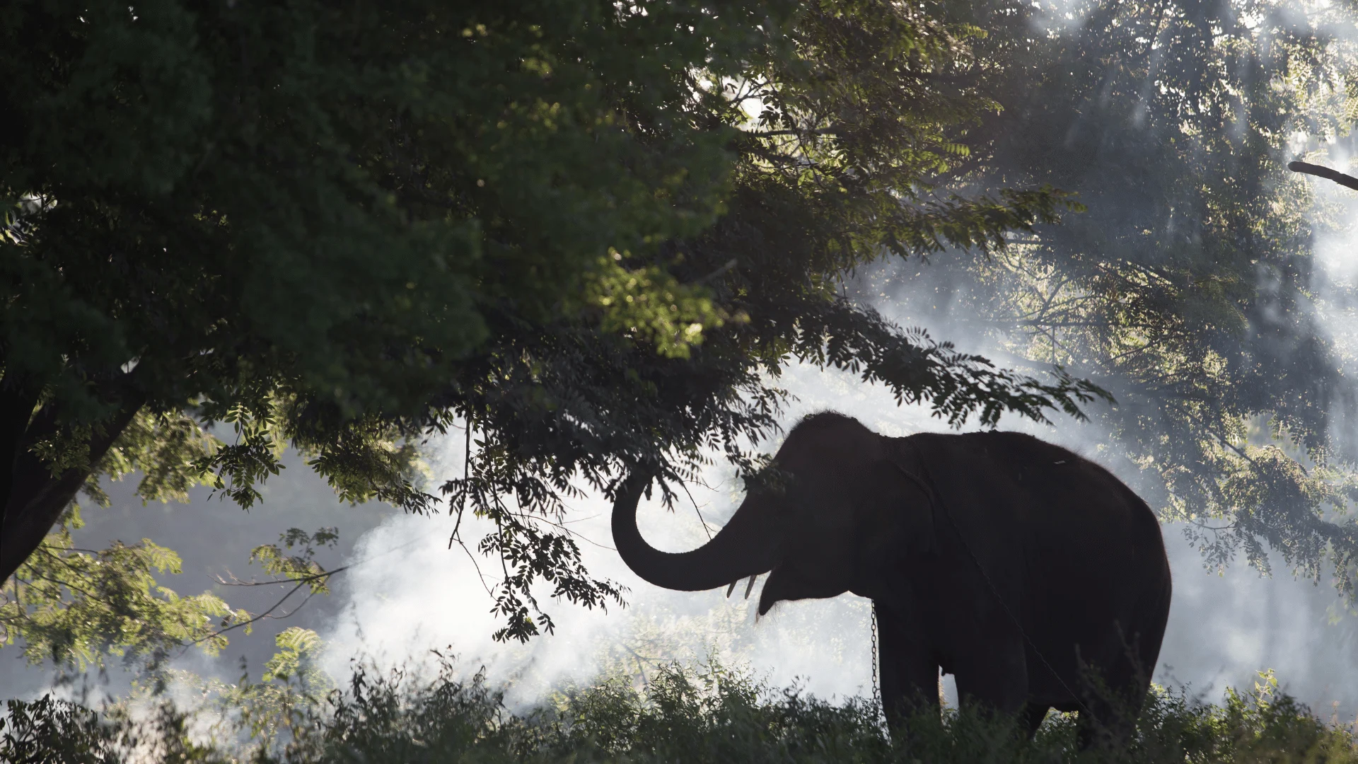 Indische olifant die aan een boom zit