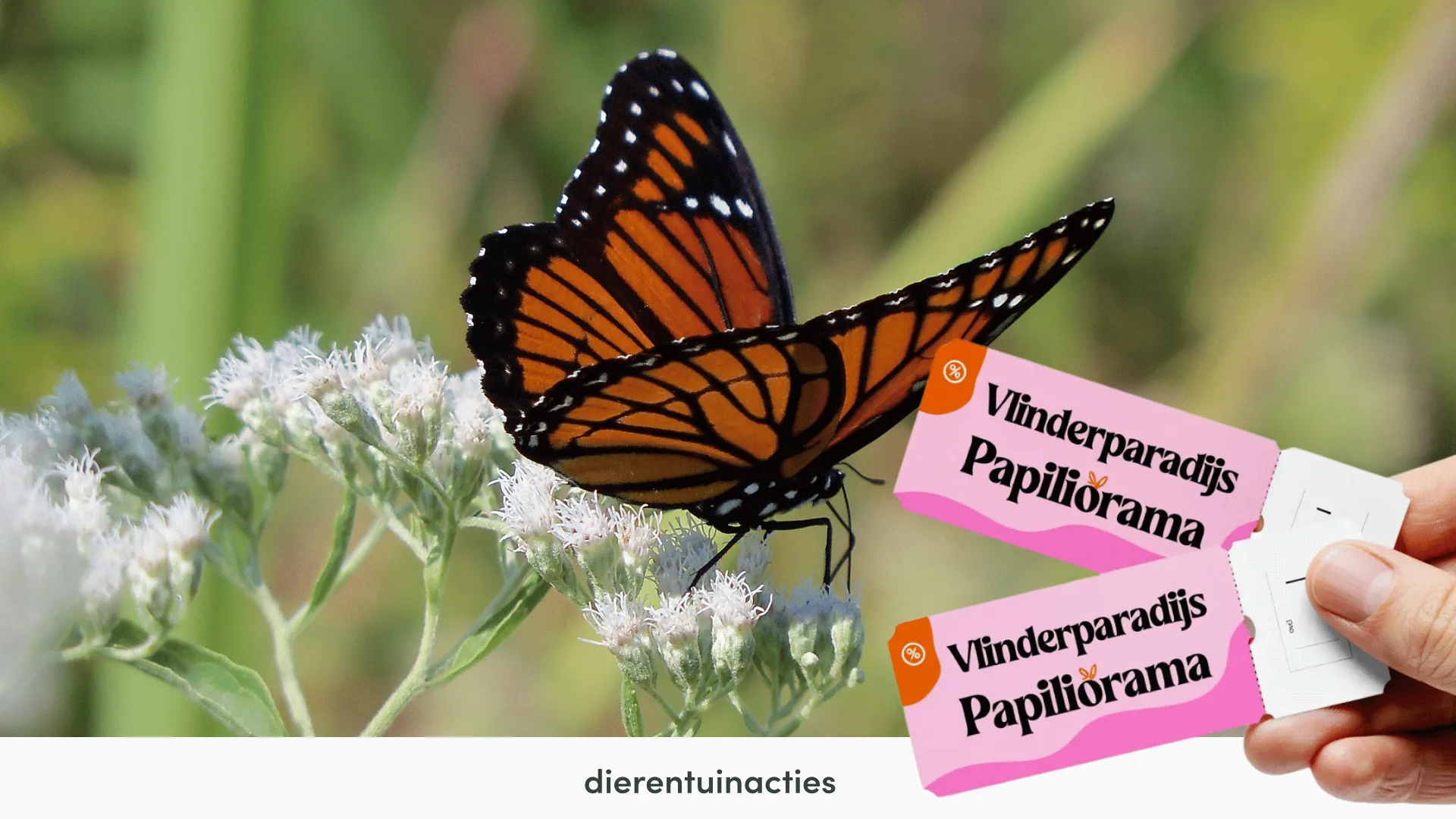Vlinderparadijs Papiliorama korting