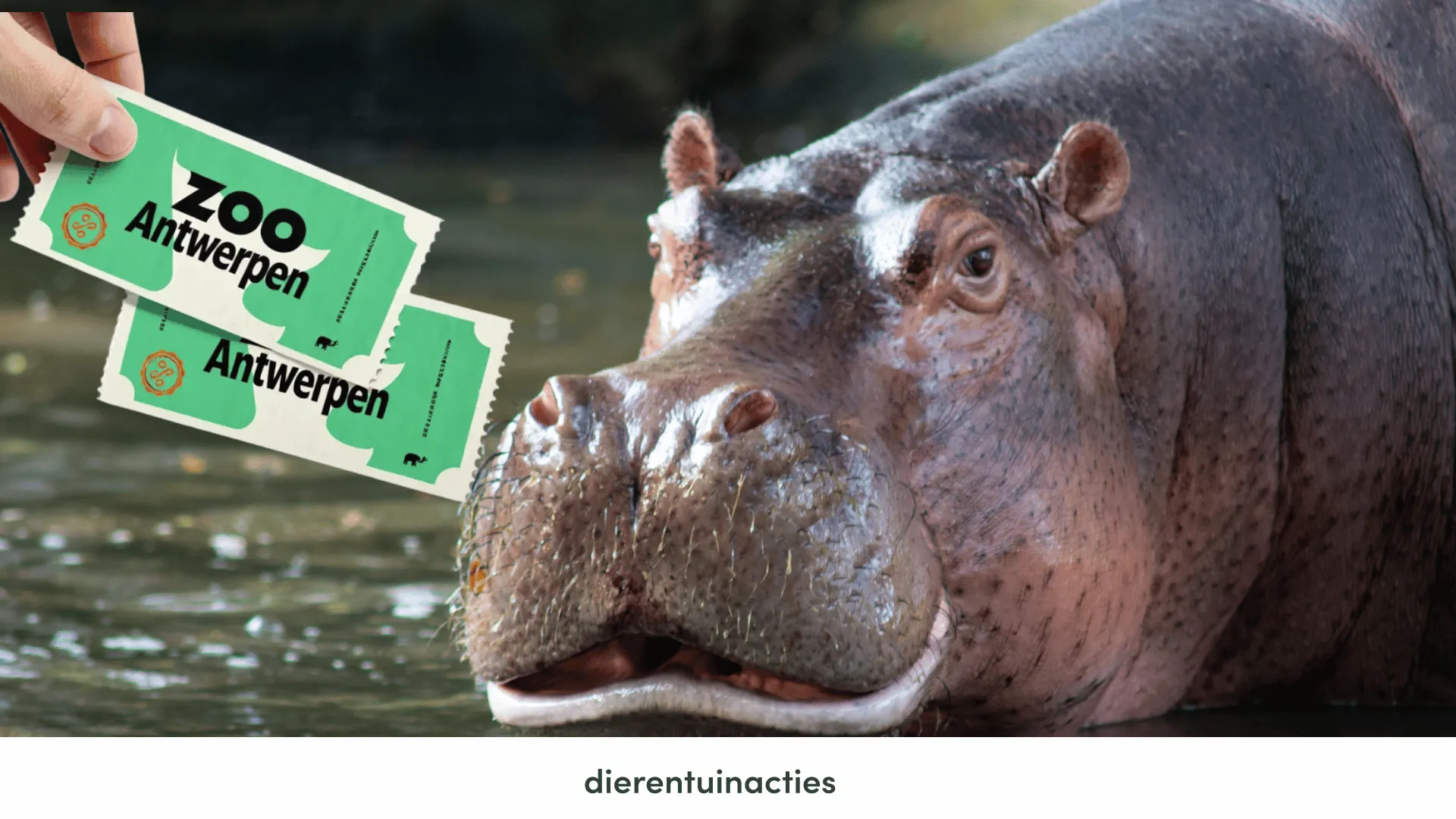 ZOO Antwerpen korting