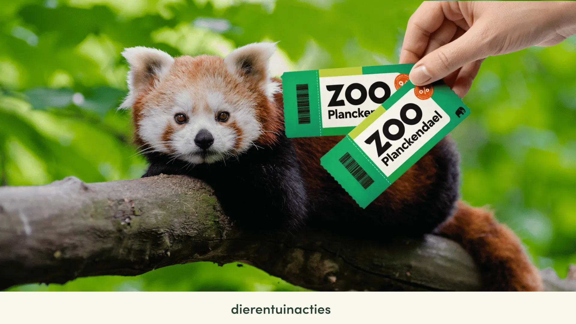 ZOO Planckendael korting